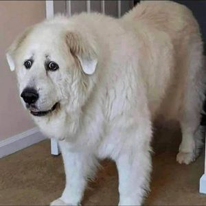 Meet your Posher, Spencer